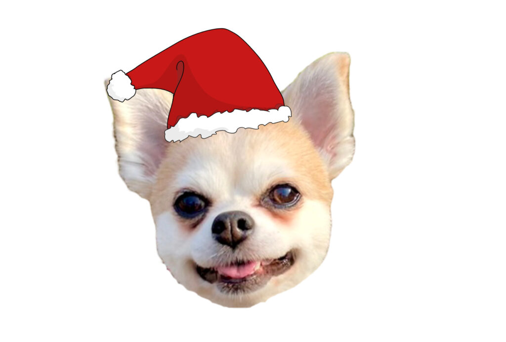 クリスマスサンタの帽子を被った愛犬の写真